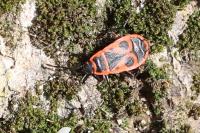 Pyrrhocoris apterus
