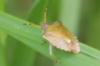 Peribalus strictus