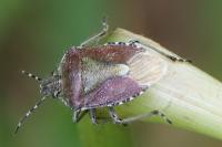 Dolycoris baccarum