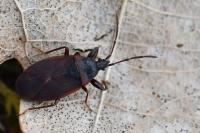Gastrodes grossipes