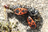 Pyrrhocoris apterus