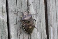 Rhaphigaster nebulosa