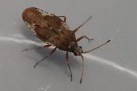 Physatocheila dumetorum