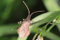 Syromastus rhombeus