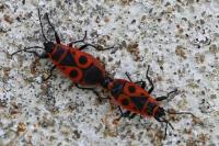 Pyrrhocoris apterus
