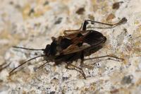 Rhyparochromus vulgaris