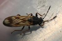 Ischnodemus sabuleti