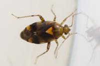 Liocoris tripustulatus
