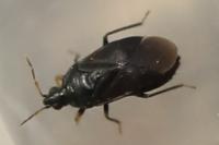 Orius niger