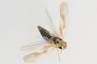 Arboridia