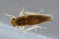 Arboridia