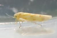 Zygina