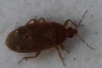 Cardiastethus fasciiventris