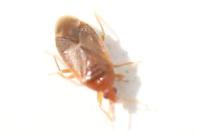 Cardiastethus fasciiventris