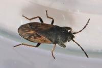 Megalonotus emarginatus