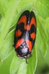 Cercopis vulnerata
