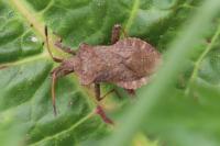 Coreus marginatus