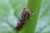 Agallia consobrina