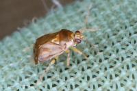 Deraeocoris lutescens