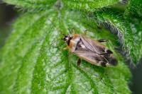 Harpocera thoracica