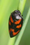 Cercopis vulnerata