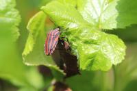 Graphosoma italicum
