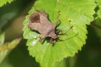 Coreus marginatus