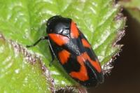 Cercopis vulnerata