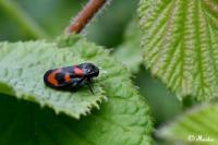 Cercopis vulnerata