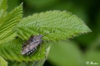Rhaphigaster nebulosa