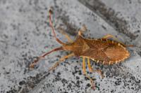 Gonocerus acuteangulatus