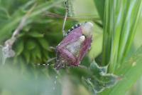 Dolycoris baccarum