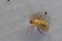 Rhabdomiris striatellus
