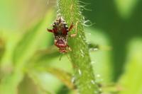 Rhopalus subrufus