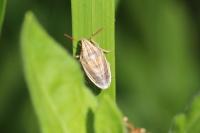 Aelia acuminata