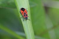 Melanocoryphus albomaculatus