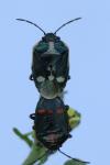Eurydema oleracea