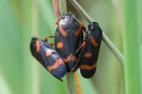 Cercopis intermedia