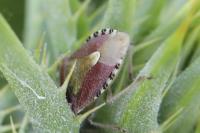 Dolycoris baccarum