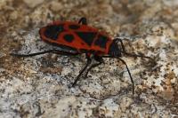 Pyrrhocoris apterus