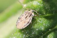 Tingis cardui