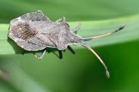 Enoplops scapha