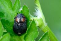 Penthimia nigra