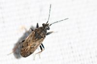 Peritrechus gracilicornis