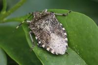 Rhaphigaster nebulosa