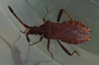 Coriomeris denticulatus