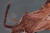 Coriomeris denticulatus