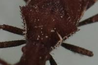 Coriomeris denticulatus