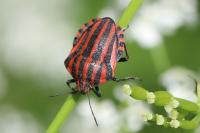 Graphosoma italicum