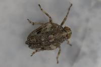 Issus coleoptratus